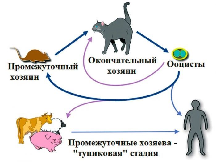 Цикл жизни паразита