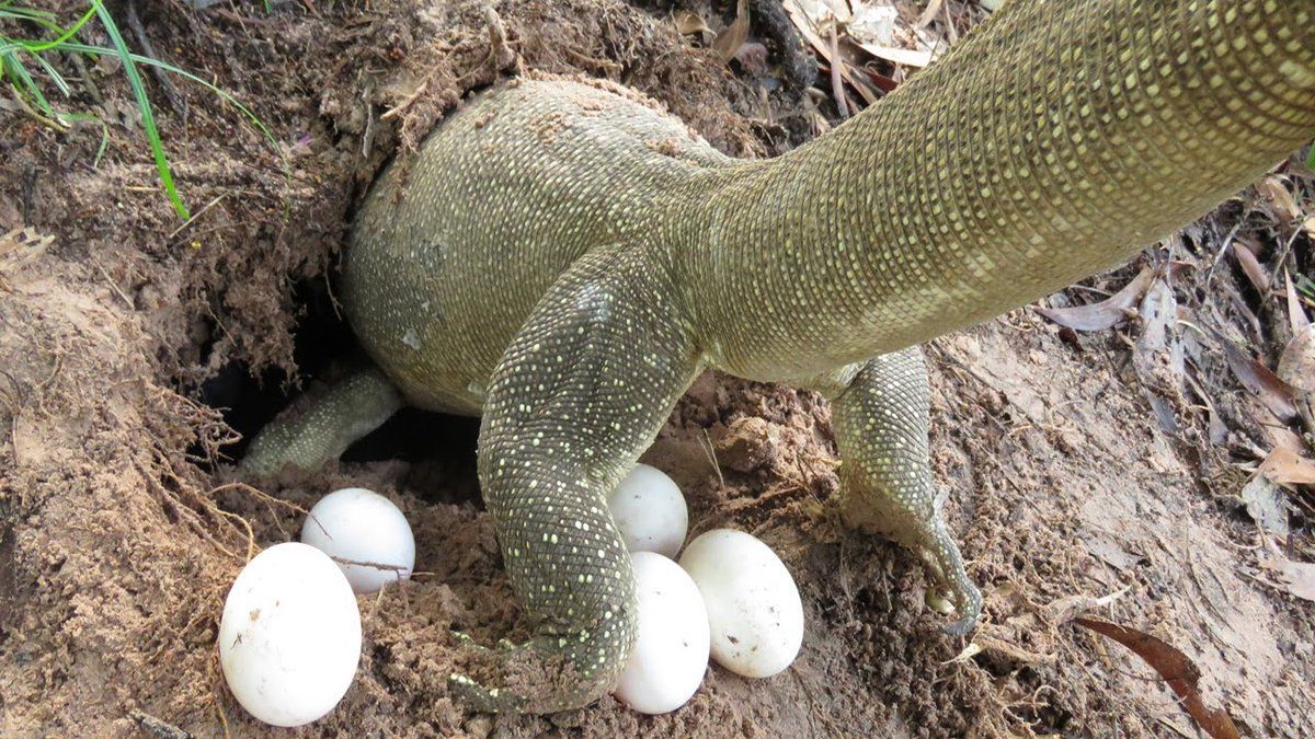 Как выглядят яйца ящерицы фото