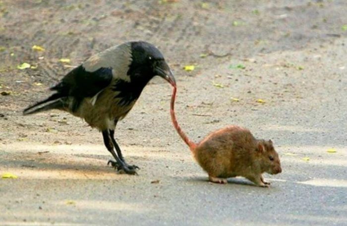 Ворона и крыса