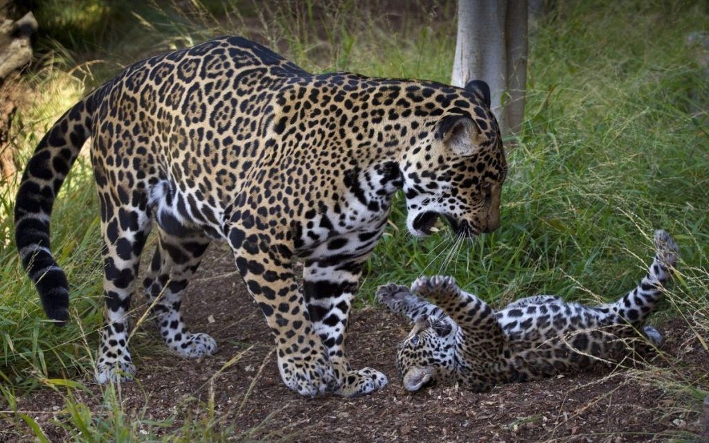 После этого произошло расселение общего для леопардов и ягуаров прародителя...