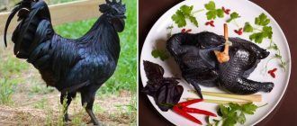 Черная порода кур