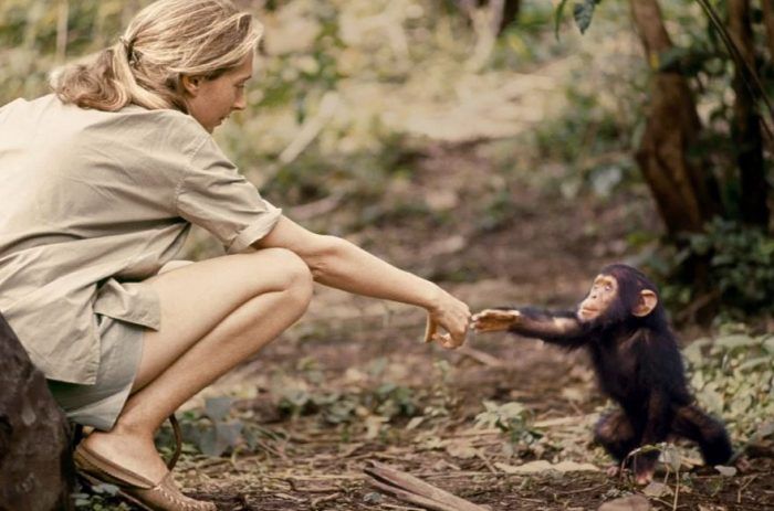 Джейн здоровается с шампанзе