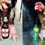 Курицы и бутылки