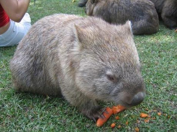 Питание морковкой