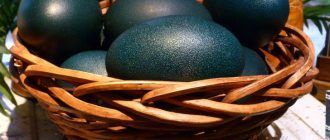 Яйца страуса