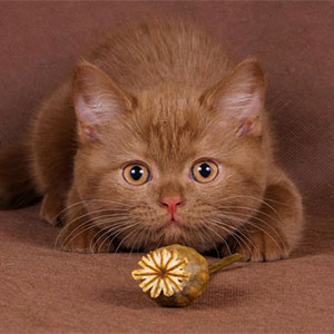 Окрас кошек вислоухой породы фото thumbnail