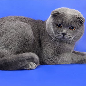 Шотландская порода кошек окрас фото thumbnail