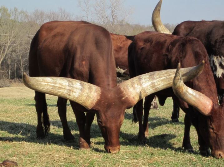 Корова: оказалась хищником, который отрыгивает и выпукивает 300 литров  метана