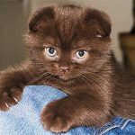Шоколадная кошка