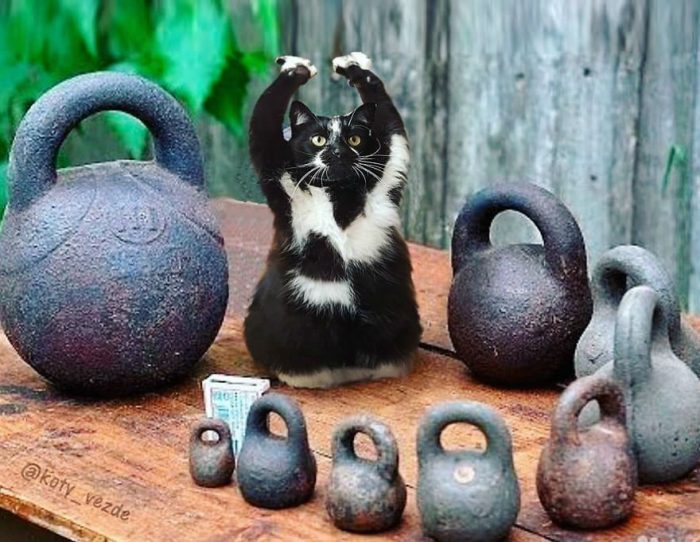 Кошка-тежеловес