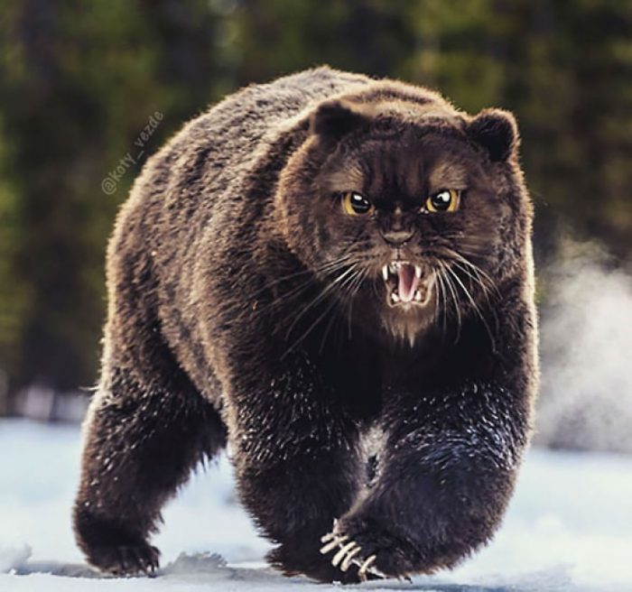 Сердитая кошка-медведь