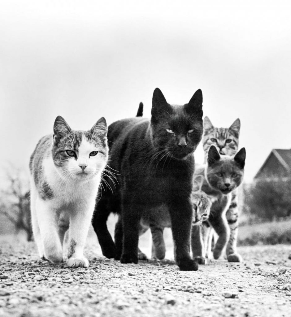 Знаменитые фото кошек 1950-60-х гг. Уолтер Чандоха 