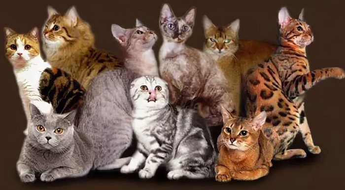 Разнообразие пород кошек