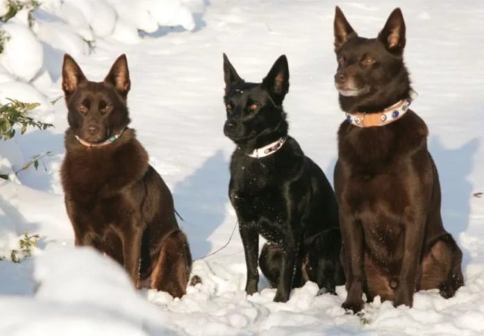 Три собаки породы келпи зимой