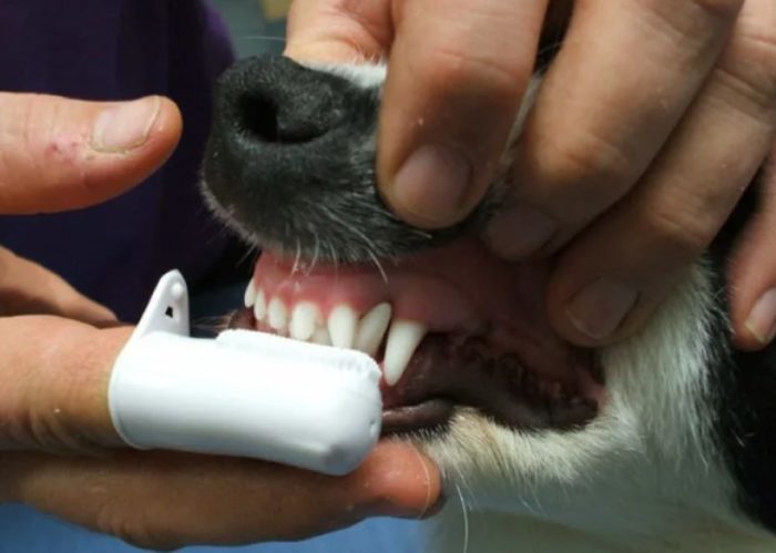 Чистка зубов собаки