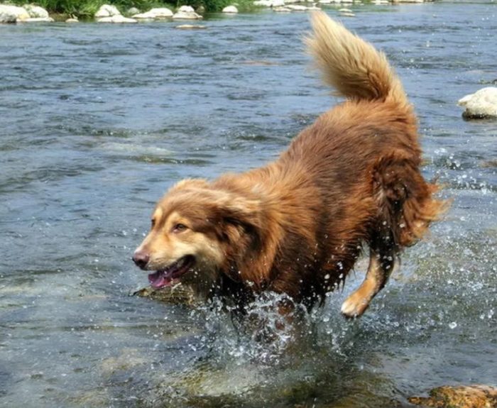 Плескание собаки в воде