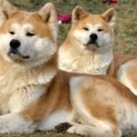 Две собаки породы акита-ину