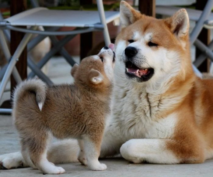 Акита-ину мама и щенок