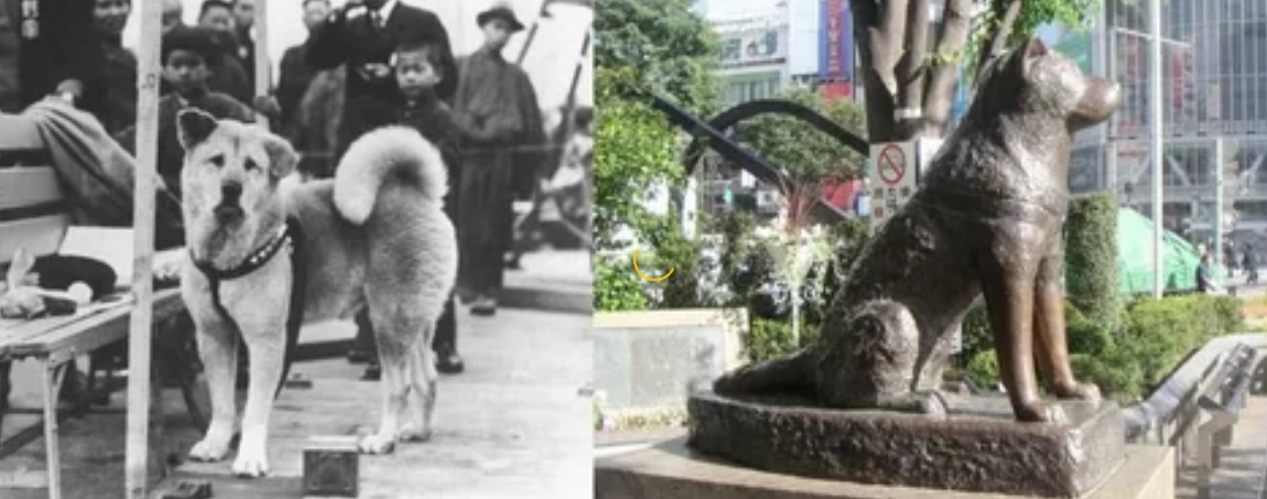 Хатико новая усмань. Акита-ину Хатико памятник. Памятник Акита ину в Японии. Памятник собаке Хатико в Японии. Статуя Хатико Сибуя.