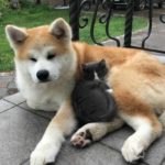 Акиту-ину и кошка
