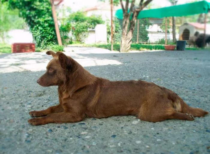 Собака алопекис в Греции