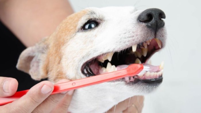 Чистка зубов собаки