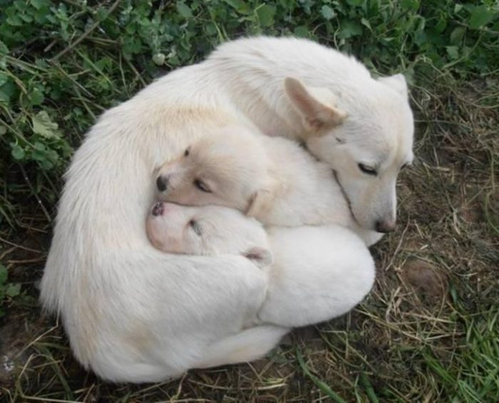 Мама и щенки