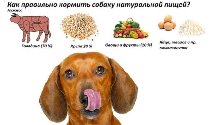 Можно кормить собак рыбой. Пища собак. Что нельзя собакам. Полезные продукты для собак. Овощи полезные для собак.