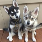 Две собаки Аляскинский кли-кай