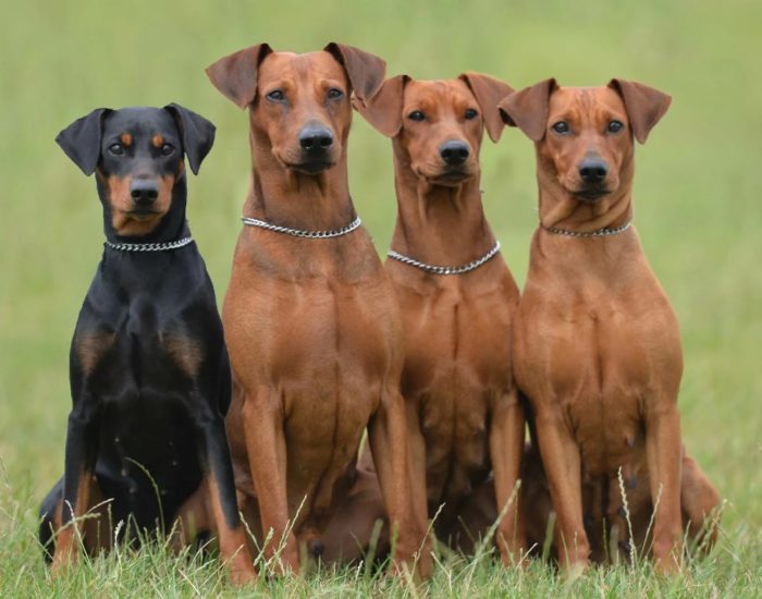 Собаки породы австрийский пинчер
