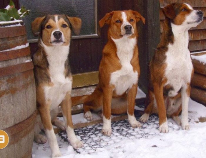 Собаки породы австрийский пинчер