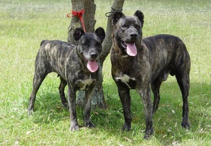 Две собаки породы азорская пастушья