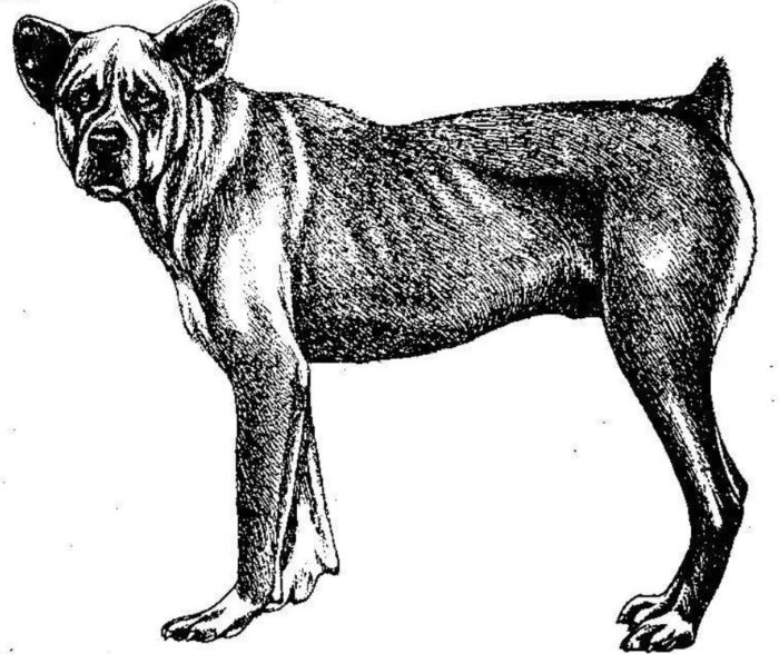 Азорская пастушья собака рисунок