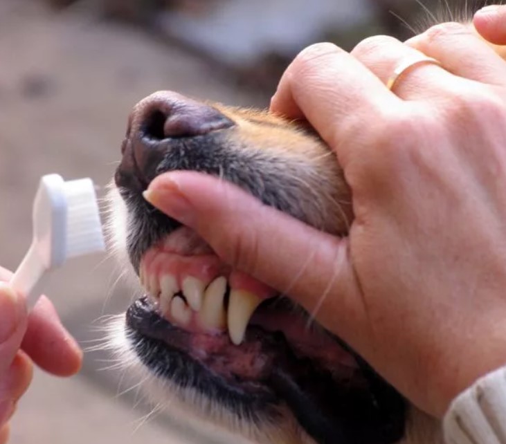 Чистка зубов собакам отзывы