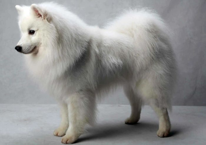 Эскимосская собака