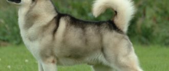Собака породы аляскинский маламут