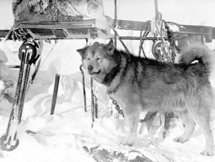 Аляскинский маламут во время войны
