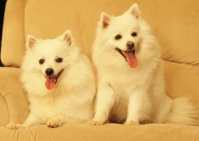 Две собаки эскимосский шпиц