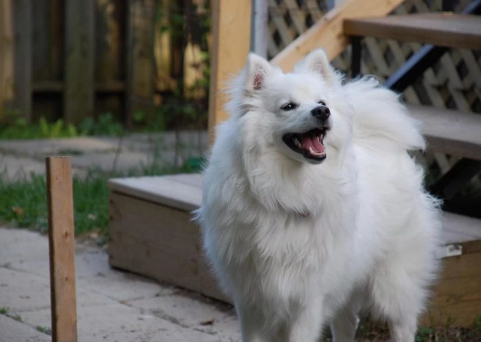 Эскимосская собака во дворе