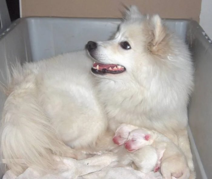 Мама с щенками