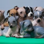 Разнообразие щенков голого терьера