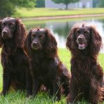 Три собаки американских водяных спаниелей