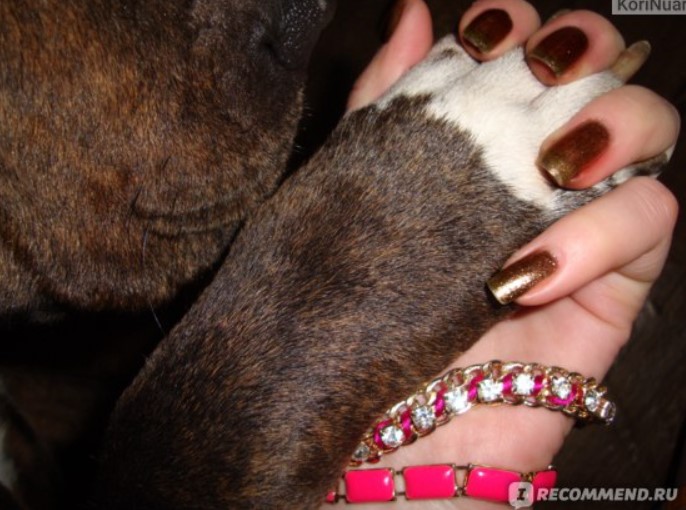 Рукопожатие любимой собаки
