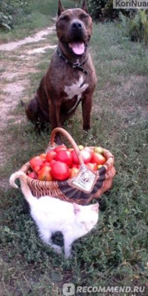Собака с корзиной овощей