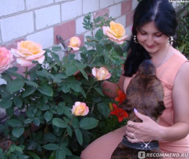 Собака с девушкой среди роз