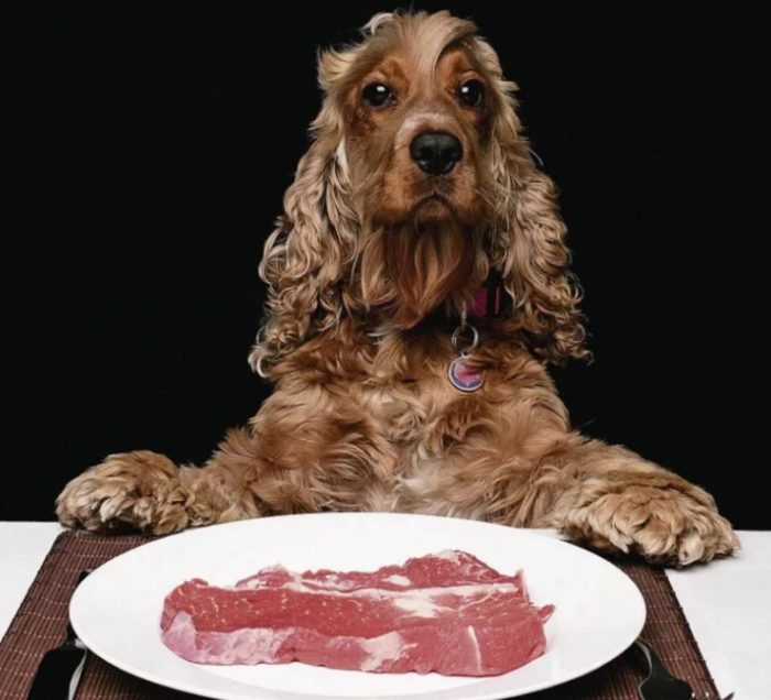 Кусок мяса для собаки