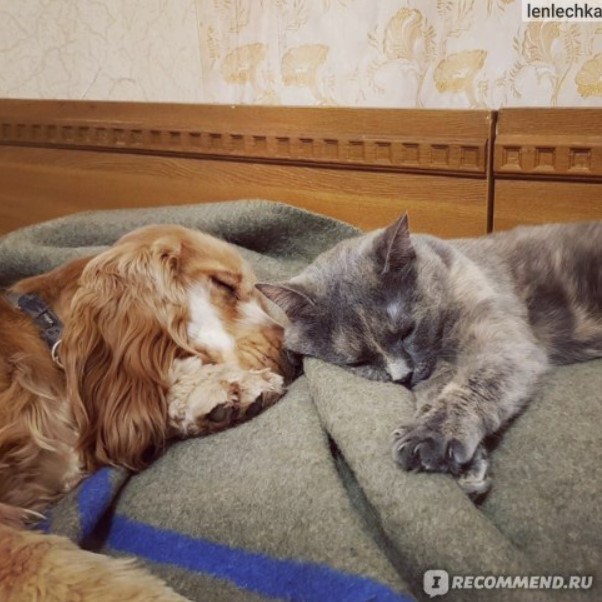 Спящие кошка и кокер-спаниель