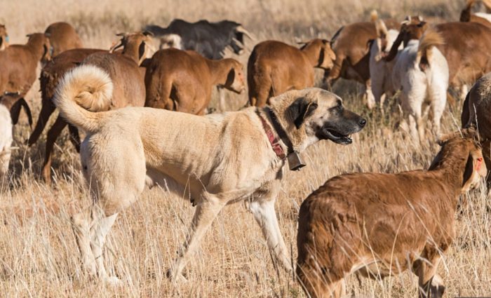 Использования собаки кангала в качестве пастуха