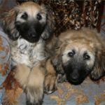 Две собаки афганские борзые отдыхают