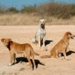 Три собаки африканис